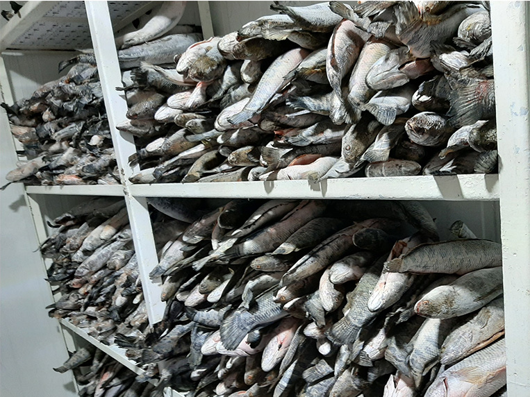 Bảo quản đông lạnh là gì? Ưu điểm của bảo quản đông lạnh cho thực phẩm